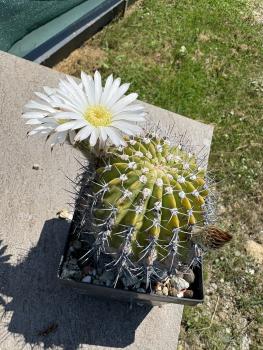 Preview: Acanthocalycium klimpelianum